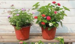 大盗最新英雄爆料视频,神秘面纱下的传奇风采